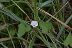 White morning-glory